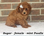 Image preview for Ad Listing. Nickname: Sugar