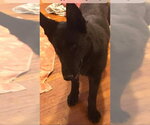 Small #2 German Shepherd Dog