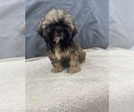 Small Photo #12 Shih Tzu Puppy For Sale in SAINT AUGUSTINE, FL, USA