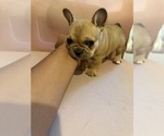 Small #7 French Bulldog