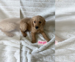 Small Photo #4 Golden Retriever Puppy For Sale in ANTIOCH, CA, USA