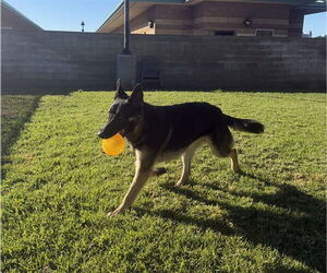 German Shepherd Dog Dogs for adoption in Riverside, CA, USA