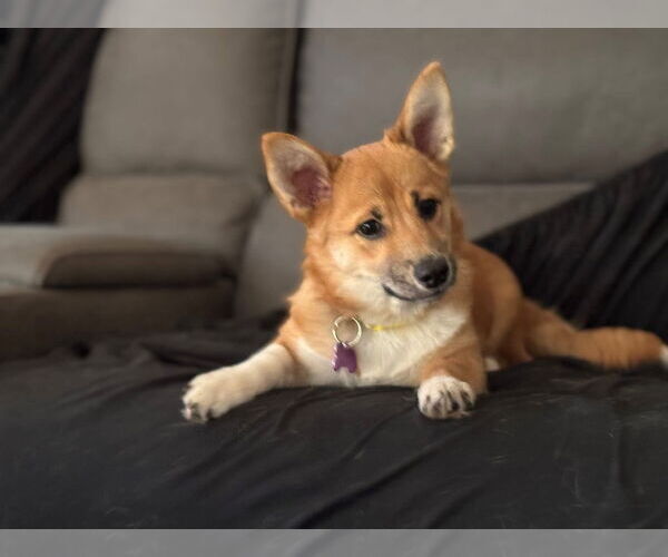 Medium Photo #2 Mutt Puppy For Sale in New London, WI, USA