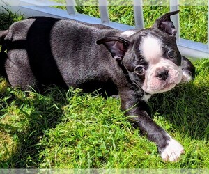 Boston Terrier Puppy for sale in FLINT, MI, USA