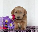 Small Photo #2 Labrador Retriever Puppy For Sale in MYERSTOWN, PA, USA