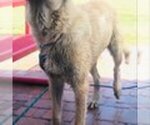 Small Photo #7 Kangal Dog Puppy For Sale in MESA, AZ, USA