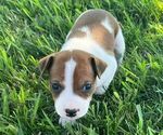 Small Photo #6 Rat Terrier Puppy For Sale in UNION, IA, USA