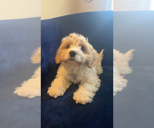 Cavachon Puppy for sale in AUGUSTA, GA, USA