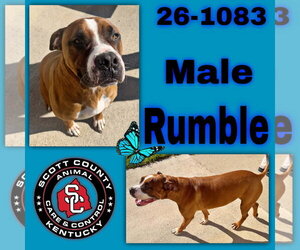 Boxer-Unknown Mix Dogs for adoption in Georgetown, KY, USA