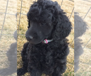 Poodle (Standard) Puppy for sale in DUNNELLON, FL, USA
