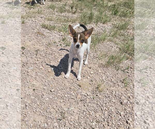 Medium Photo #3 Rat-Cha Puppy For Sale in Castle Rock, CO, USA