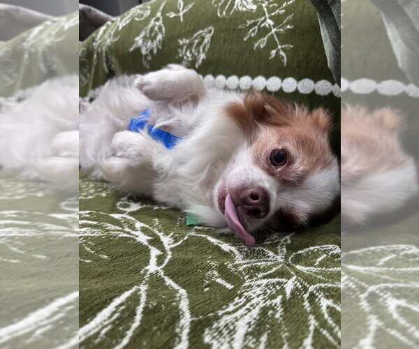 Medium Photo #2 Chihuahua Puppy For Sale in Candler, NC, USA