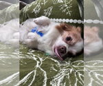 Small #1 Chihuahua