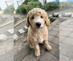 Small #2 Goldendoodle
