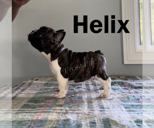 French Bulldog Puppy for sale in LINDENTREE, OH, USA