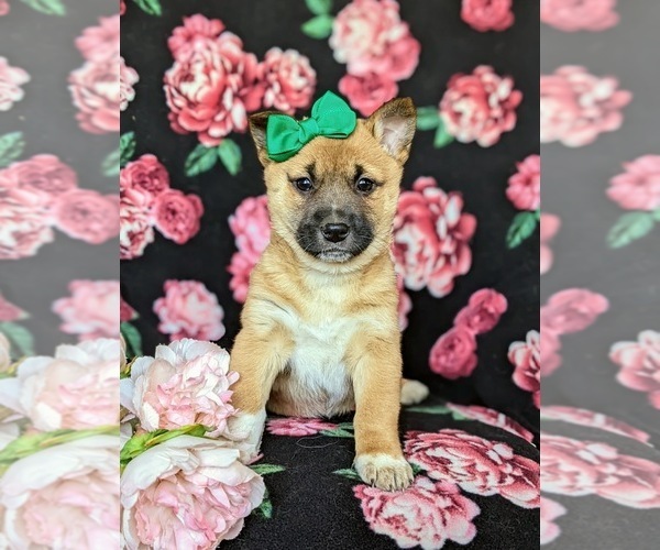 Medium Photo #3 Jack Russell Terrier-Shiba Inu Mix Puppy For Sale in ATGLEN, PA, USA
