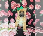 Small #2 Jack Russell Terrier-Shiba Inu Mix