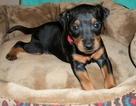 Small Manchester Terrier (Toy)