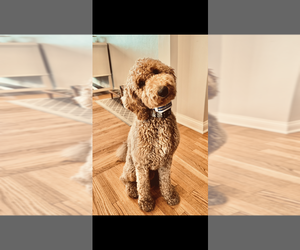 Father of the Goldendoodle puppies born on 04/09/2025