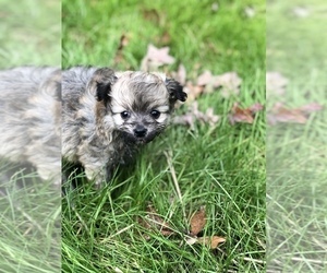 Pomeranian-Poodle (Toy) Mix Puppy for sale in SPENCER, TN, USA