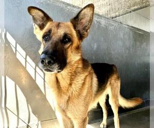 German Shepherd Dog Dogs for adoption in San Bernardino, CA, USA