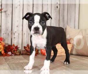Boston Terrier Puppy for sale in MOUNT VERNON, OH, USA