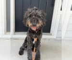 Small #3 Mutt