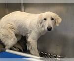 Small #5 Great Pyrenees