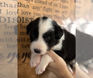 Border Collie Puppy for Sale in DELTA, Pennsylvania USA