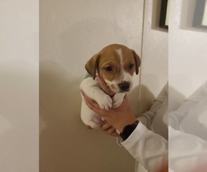 Jack Russell Terrier Puppy for sale in DECATUR, TX, USA
