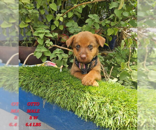 Medium Photo #1 Labrador Retriever-Retriever  Mix Puppy For Sale in Jenkintown, PA, USA