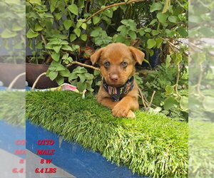 Labrador Retriever-Retriever  Mix Dogs for adoption in Jenkintown, PA, USA