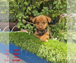 Small Labrador Retriever-Retriever  Mix