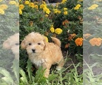 Small #4 Coton de Tulear-Poodle (Toy) Mix