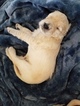 Small Photo #26 Goldendoodle Puppy For Sale in DALLAS, GA, USA