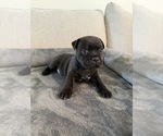 Small Photo #3 Staffordshire Bull Terrier Puppy For Sale in LUTZ, FL, USA