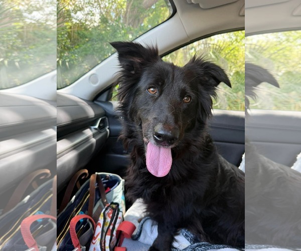 Medium Photo #1 Border Collie-Unknown Mix Puppy For Sale in Valrico, FL, USA