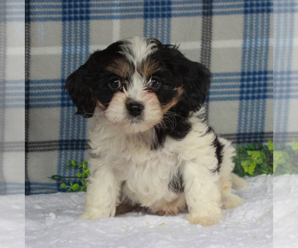 Medium Photo #2 Cavachon Puppy For Sale in GAP, PA, USA