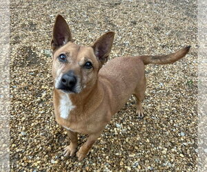 Harvey - Male Rat Terrier-Unknown Mix Dog for Adoption - Photo #2