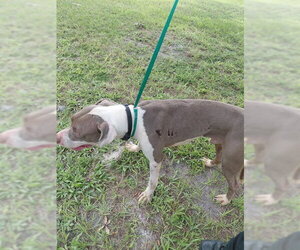 Labrador Retriever-Unknown Mix Dogs for adoption in St. Cloud, FL, USA