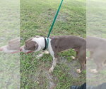 Small Labrador Retriever Mix