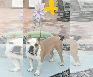 Bulldog Dogs for adoption in Menifee, CA, USA