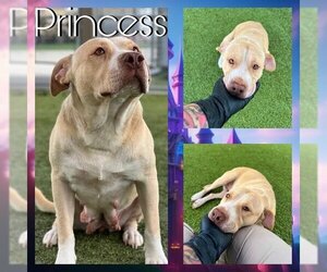 American Pit Bull Terrier-Unknown Mix Dogs for adoption in Pearland, TX, USA