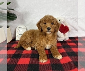 Goldendoodle (Miniature) Puppy for sale in GREENFIELD, IN, USA