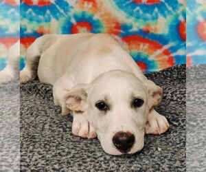 Labrador Retriever-Unknown Mix Dogs for adoption in Talladega, AL, USA