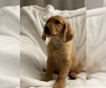 Small Photo #5 Golden Retriever Puppy For Sale in MURRIETA, CA, USA