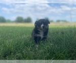 Small Photo #10 Miniature Australian Shepherd Puppy For Sale in BETHANY, IL, USA