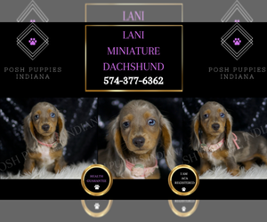 Dachshund Puppy for sale in WARSAW, IN, USA