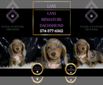 Image preview for Ad Listing. Nickname: Lani