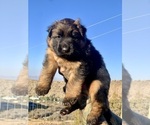 Puppy 3 German Shepherd Dog